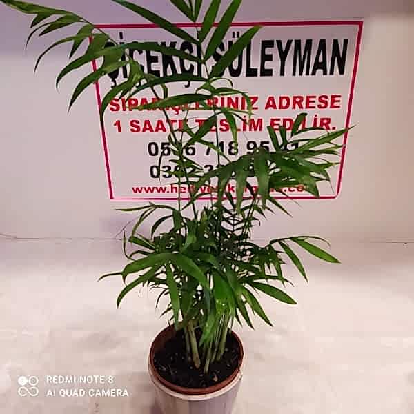 AREKA PALMİYESİ orta boy