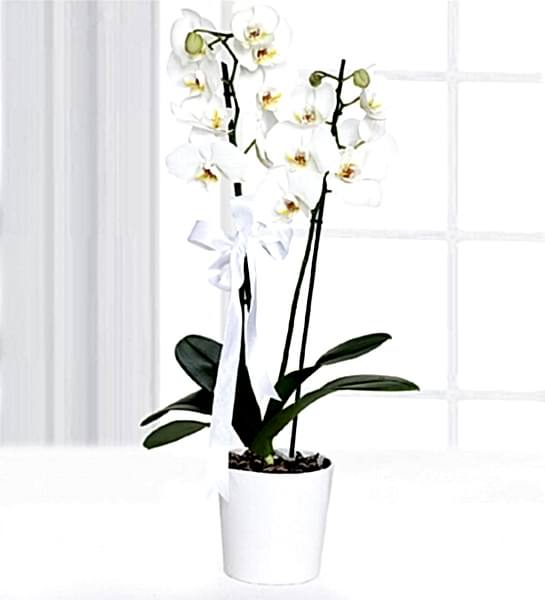 Çiftli Beyaz Orkide seramikde