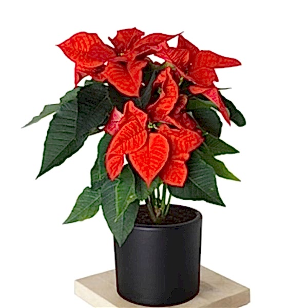 atatürk çiçeği büyük boy