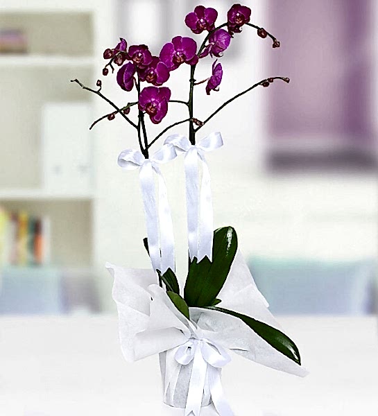 Çiftli Mor ve diğer renklerde Orkide