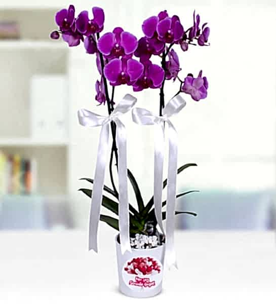Çift Dallı Mor Orkide seramik saksı
