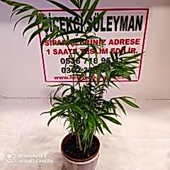 AREKA PALMİYESİ orta boy