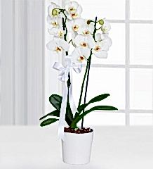 Çiftli Beyaz Orkide seramikde