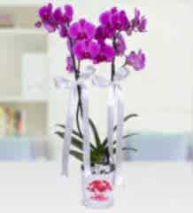 Çift Dallı Mor Orkide seramik saksı